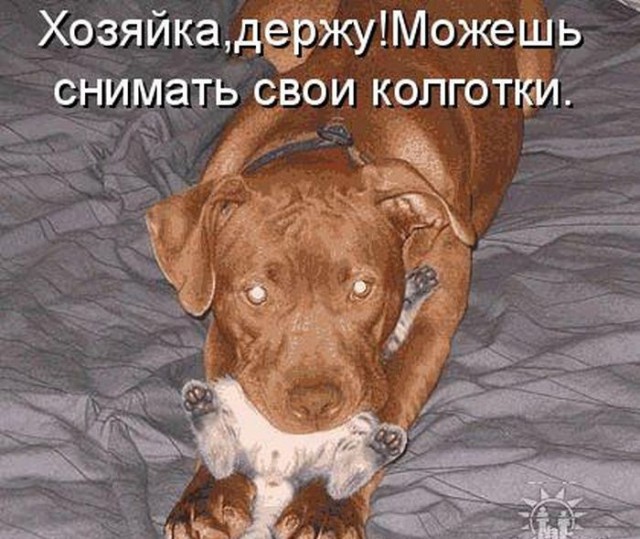 Веселые картинки