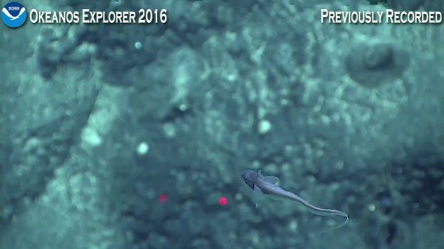 Началась онлайн-трансляция происходящего в самом глубоком месте Земли