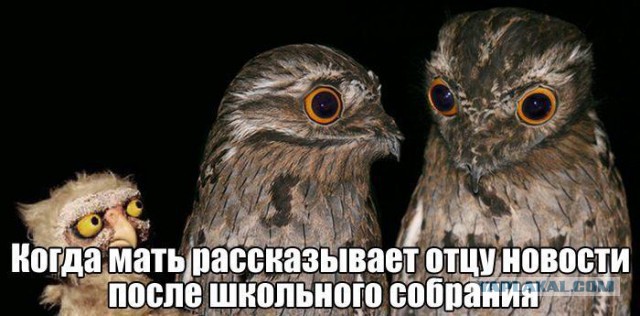 Юмор не для всех