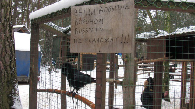 Снег. Лес. Волки. Фотоаппарат.