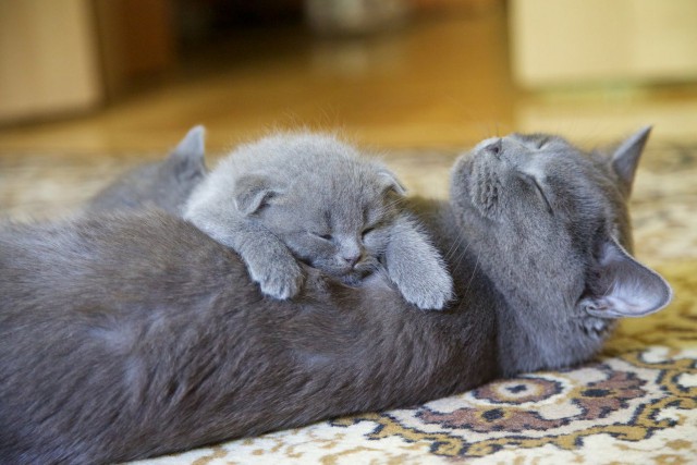 Коты и Кошки