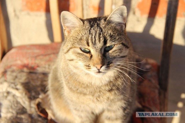 Собака нашла котейку.