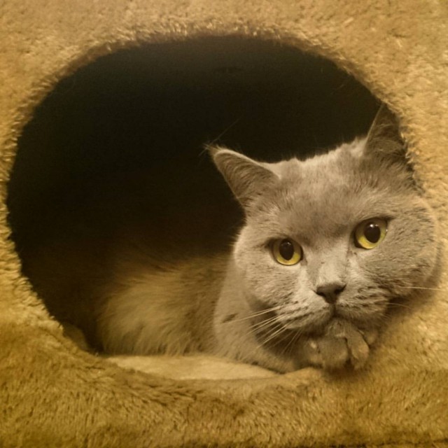 Коты и Кошки