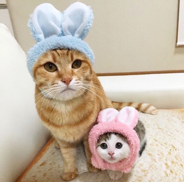 Коты и Кошки