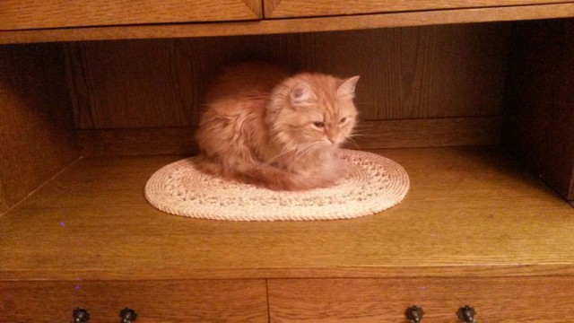 Коты и Кошки