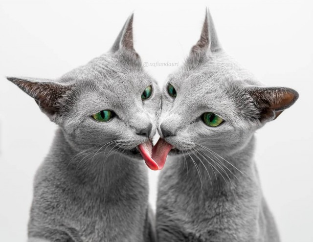 Прикольных котов пост