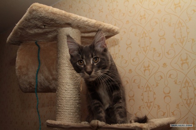 Котовторник