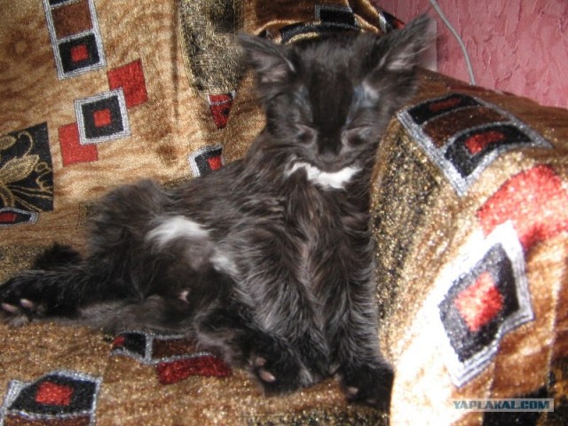 Сонный Котовторник