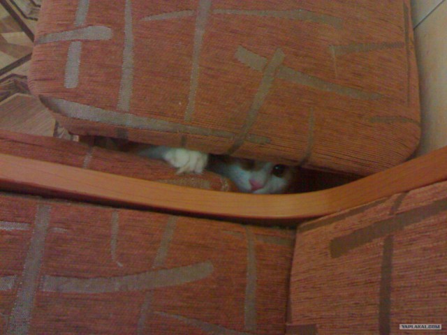 Котовторник!