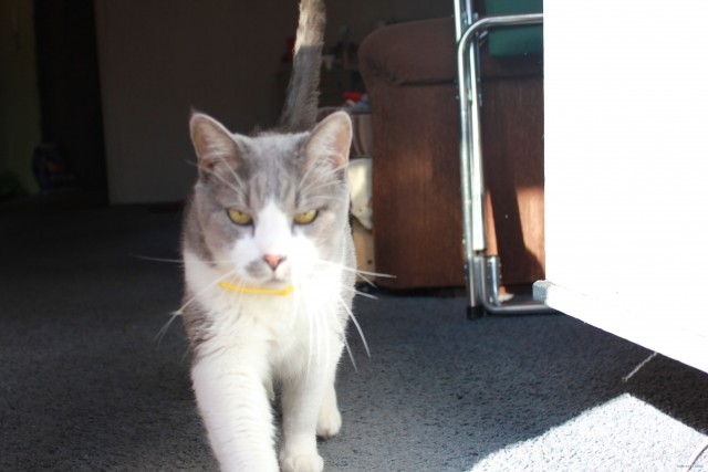 Котовторник 20.12.2011