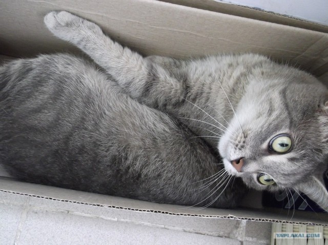 Котовторник 03 07 2012