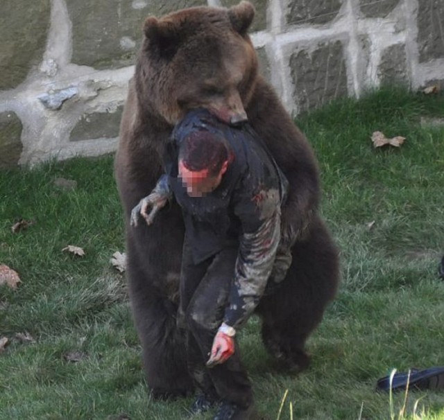 Слабоумие и отвага. Житель Мурманска кормит дикого медведя на обочине