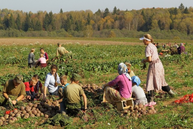 Август в деревне