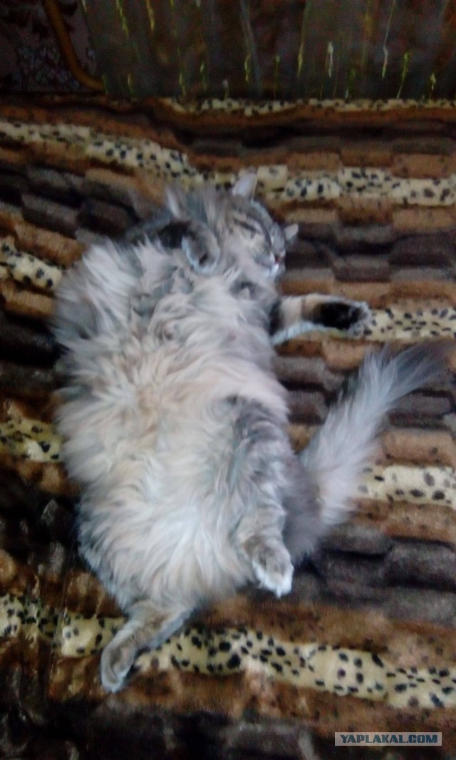 ЯП в кошках