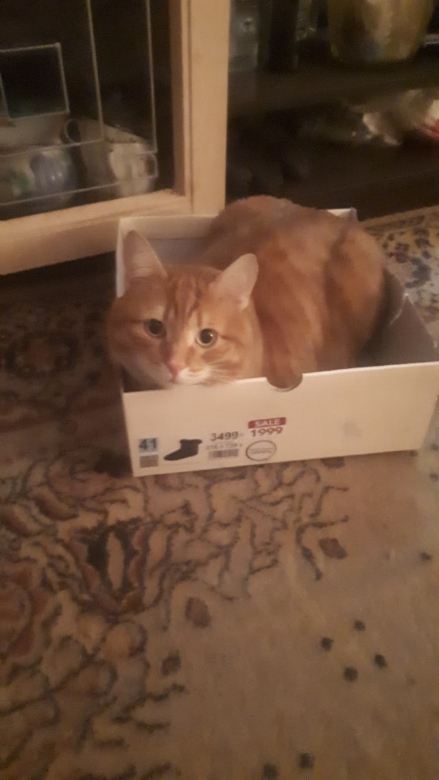 Эти забавные животные