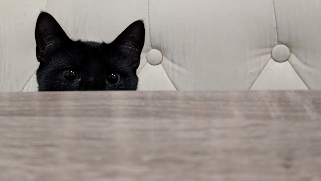 Black cats matter