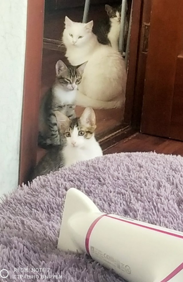 Эти забавные животные