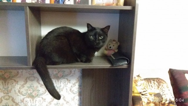Котовторник 17.11.20