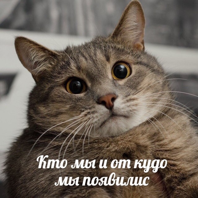 Картинки о животных, прямо и косвенно