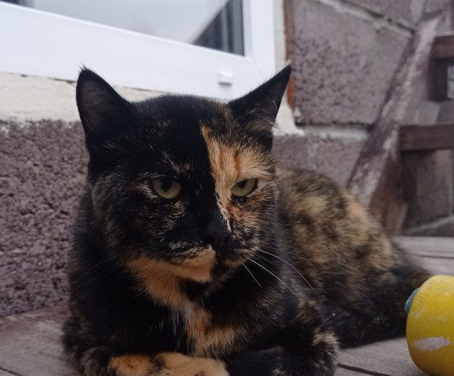 Котовторник (свои добавляем)