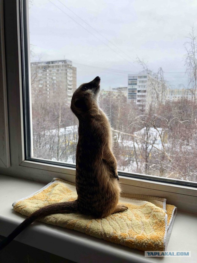 А где сахар? Да вот же он!