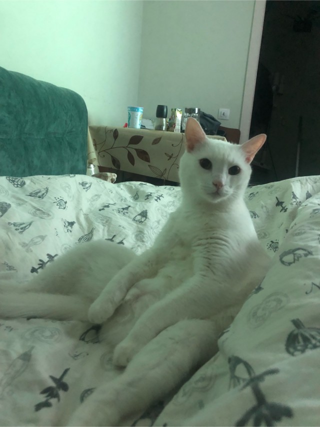 Котовторник. Кошка по имени Овца!