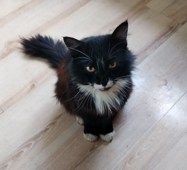Котовторник 18.10.22