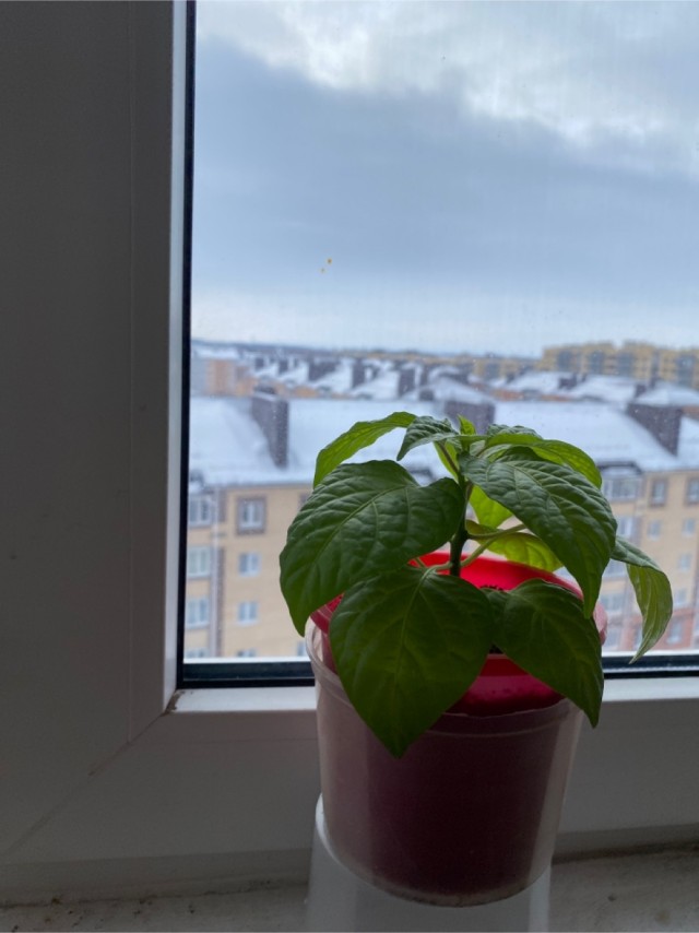 Наконец-то попробовал Carolina Reaper...