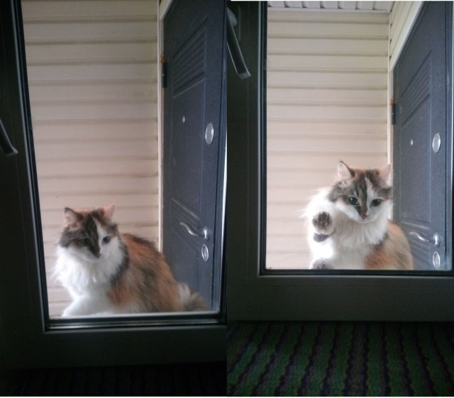Много дел у кота на даче...
