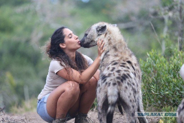 Бульдог, тигр и лев