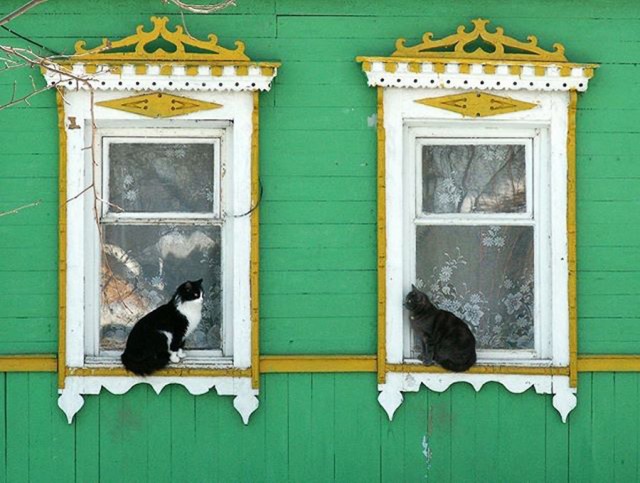 Коты деревенской породы