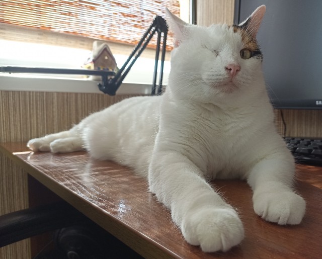 Котовторник в картинках
