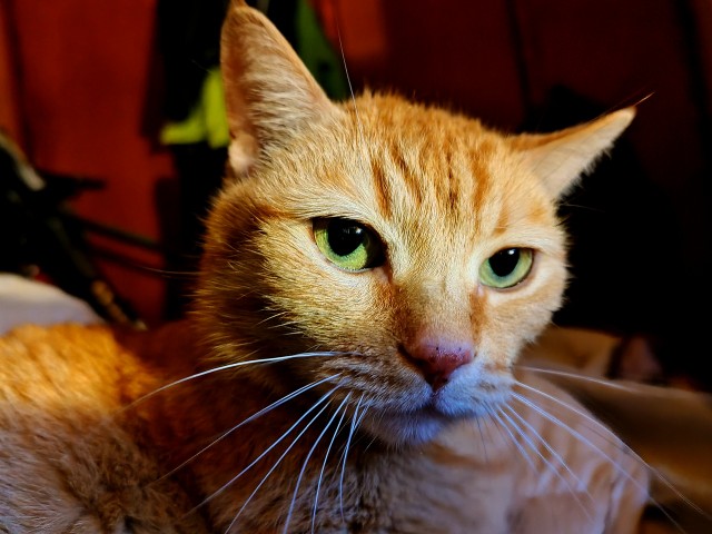 Котовторник 05/11/2024