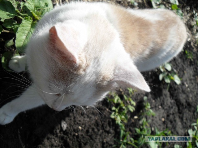 Котовторник 11.06.2013