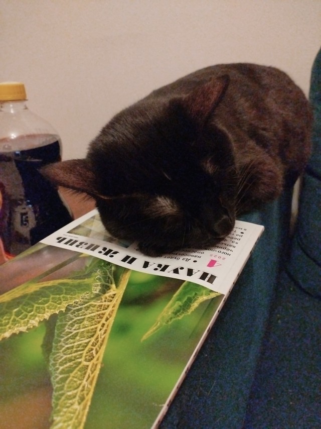 Это что, котовторник?