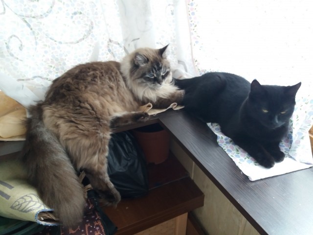 Котовторник