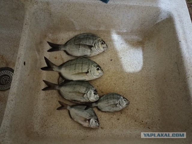 Дни рыбалки в Марокко. Часть 3