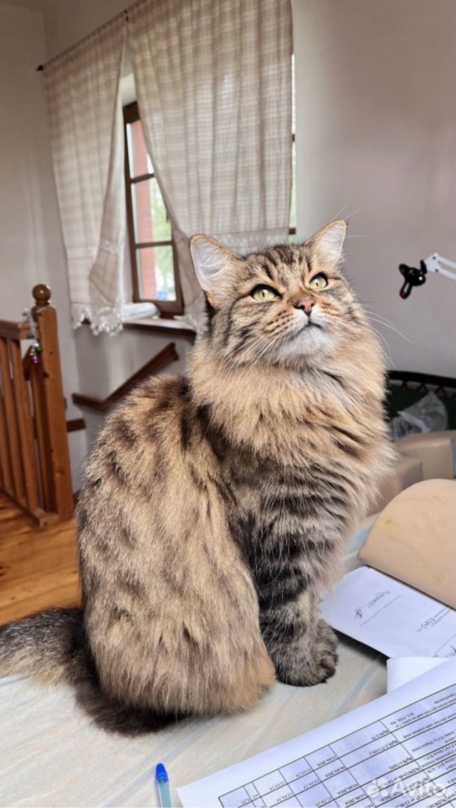 Подборка кошачьих, которые стали никому не нужны