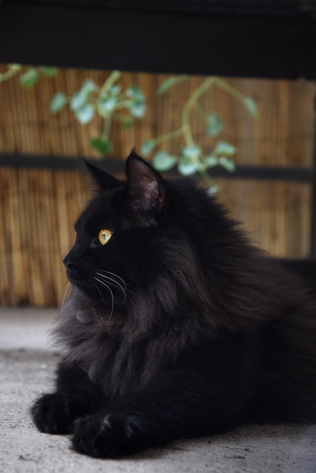 Шикарный кот
