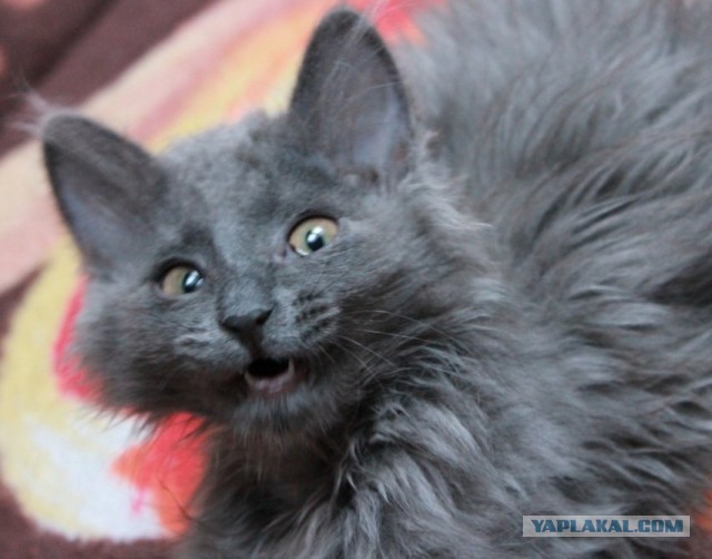 Котовторник 8.10.2013