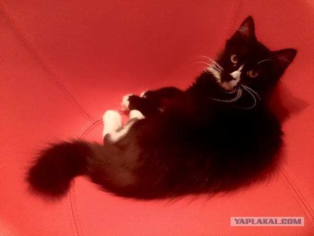 Котовторник 12.11.2013