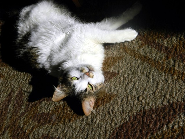Котовторник 05.03.13