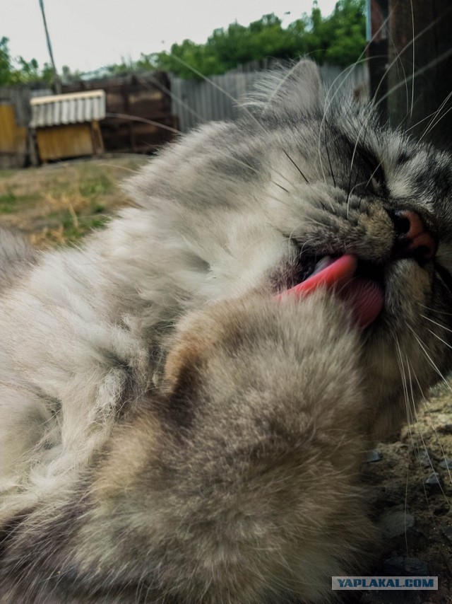 Котовторник 12.08.2014