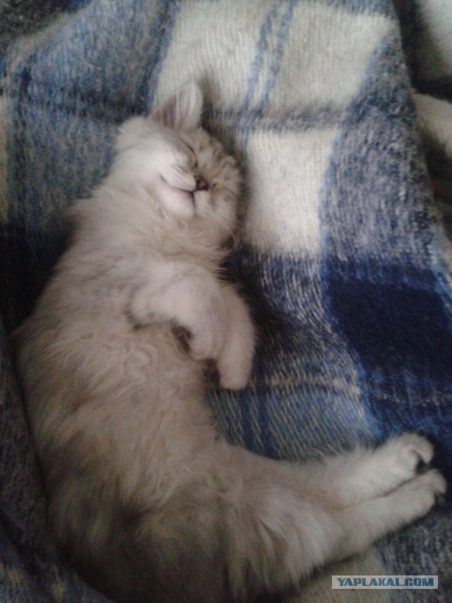 Котовторник 16.09.14