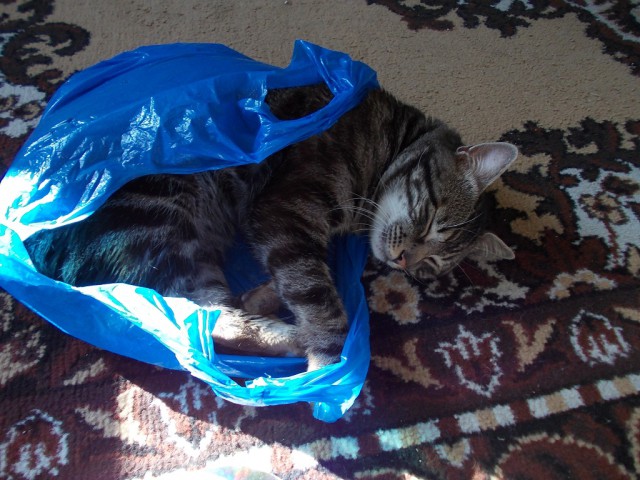 Котовторник