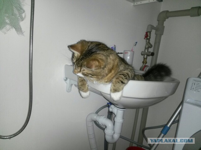 Котовторник
