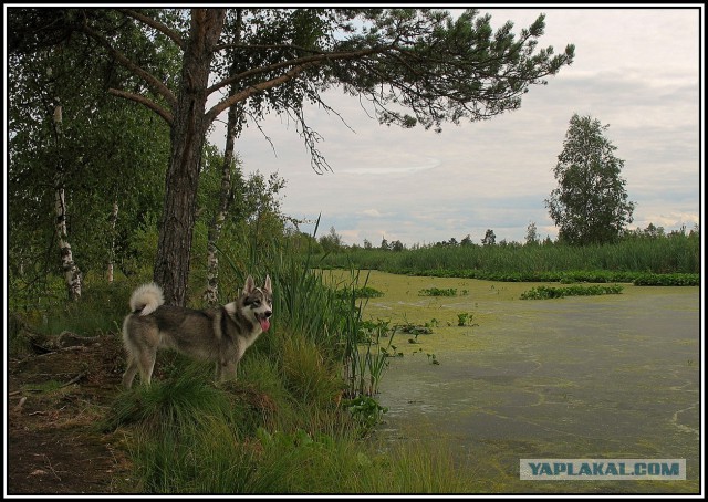 Жили-были Пес и Пса...