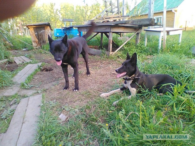 Клуп калхозных пейсателей