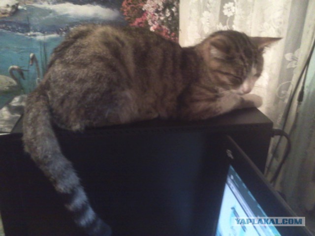 Котовторник