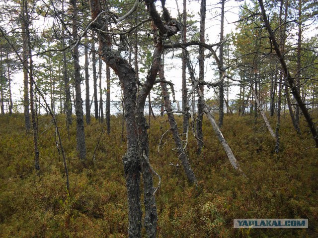 Клюквенная вылазка.